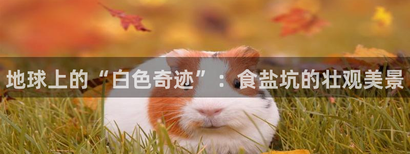 威九国际78mb玩法
