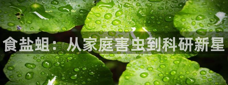 威九国际可以提现吗