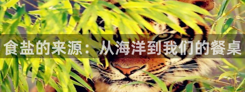威九国际78M.APP