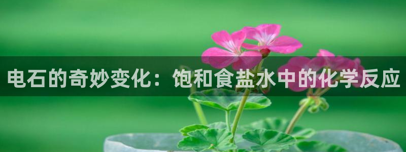 66m威九国际精选